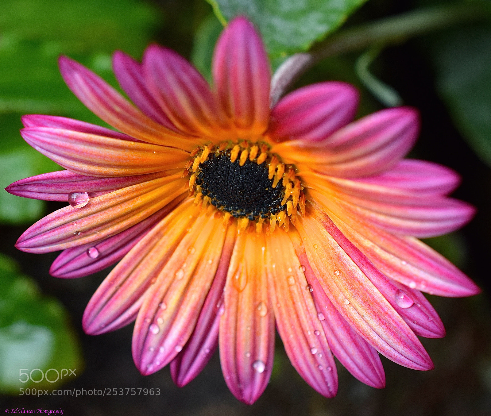 Nikon D3300 sample photo. Layers of colors photography