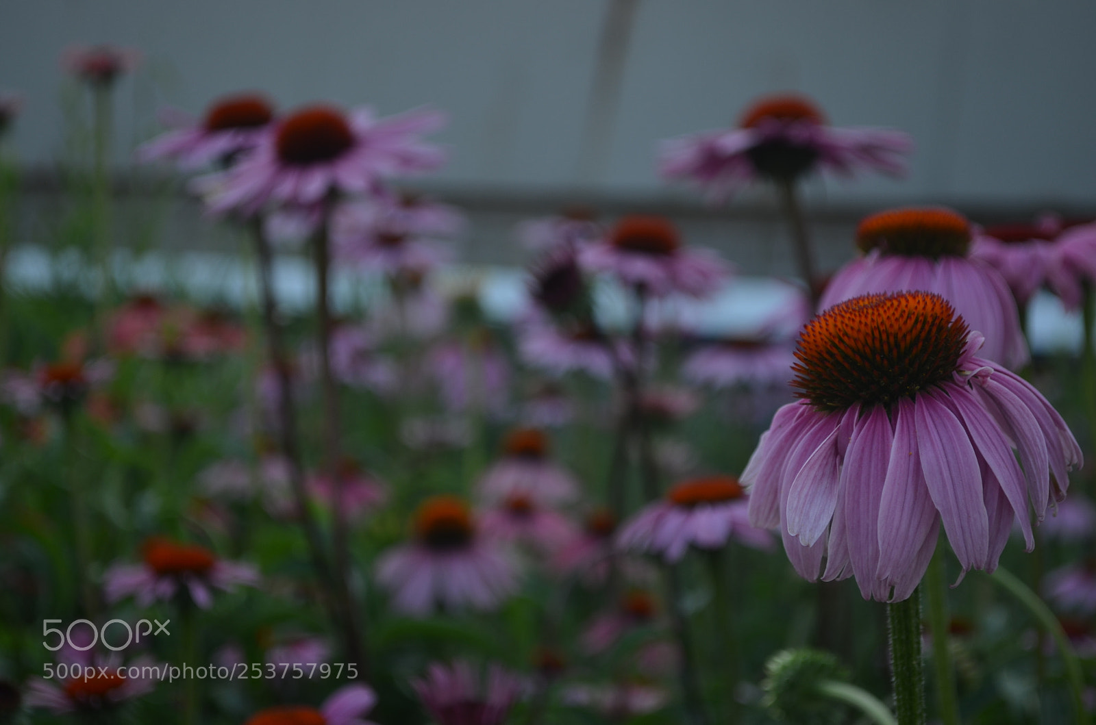 Nikon D5100 sample photo. - photography