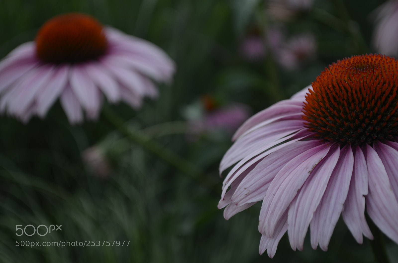 Nikon D5100 sample photo. - photography