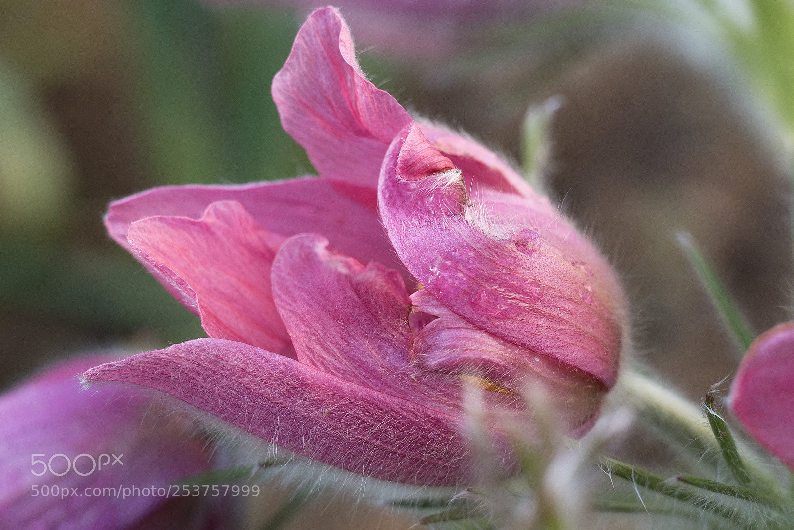 Panasonic DMC-G70 sample photo. Pink spring flower photography