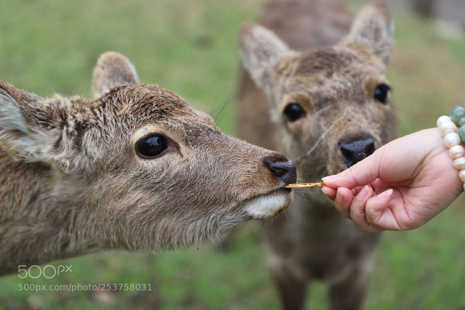 Canon EOS 6D Mark II sample photo. Nara park photography