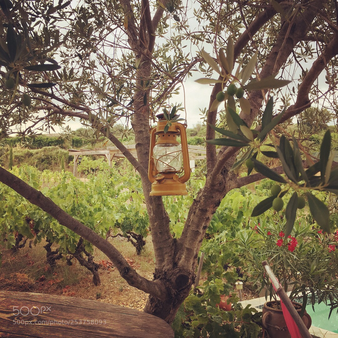 Apple iPhone SE sample photo. Untitled photography