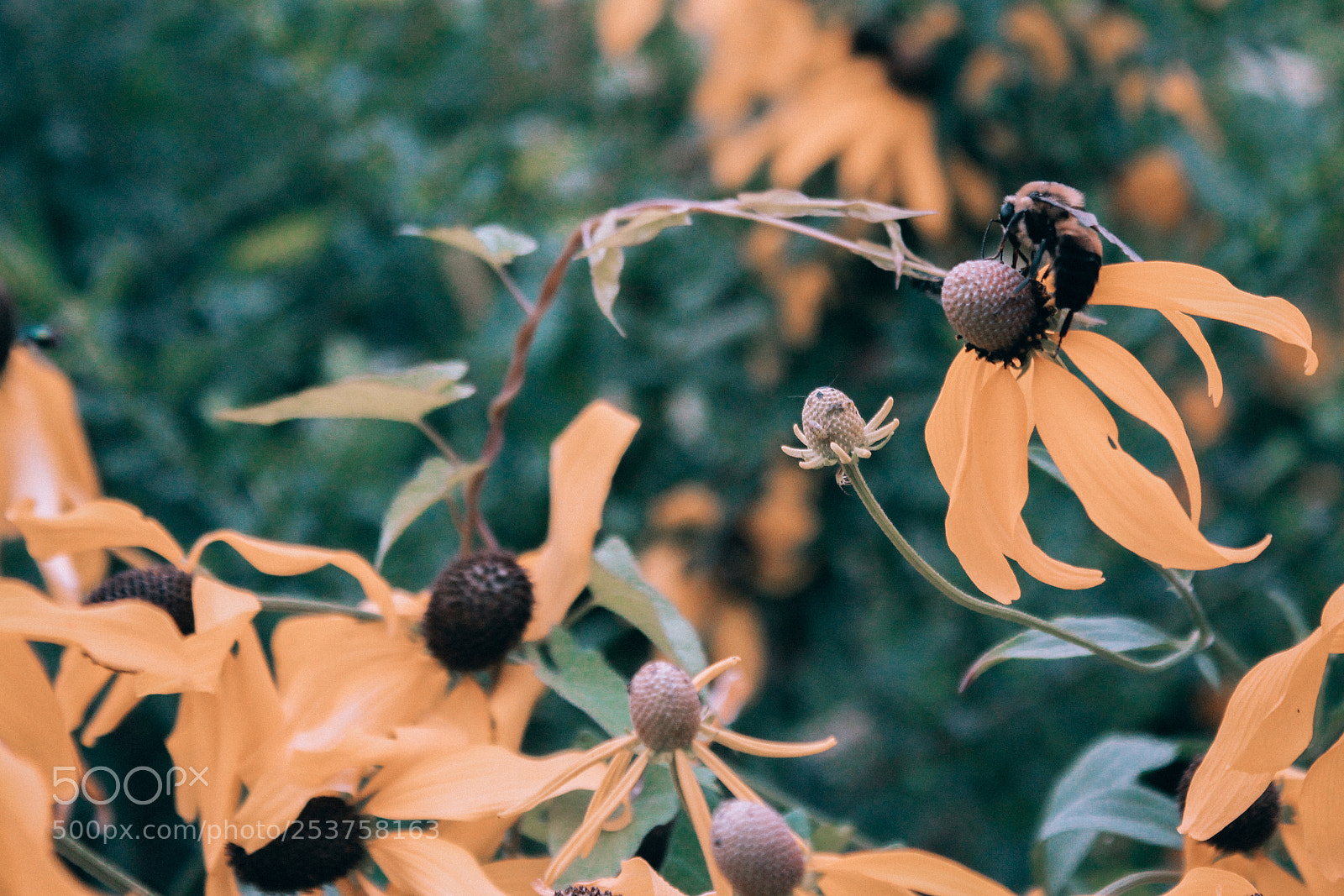 Canon EOS 1300D (EOS Rebel T6 / EOS Kiss X80) sample photo. Bees on flowers in photography