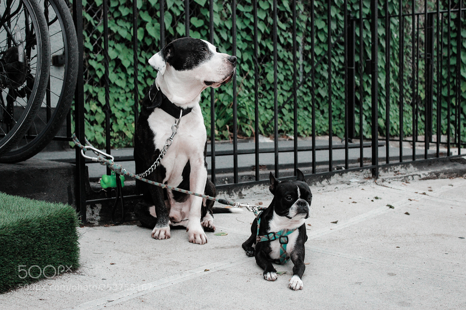 Canon EOS 1300D (EOS Rebel T6 / EOS Kiss X80) sample photo. Dogs waiting on the photography