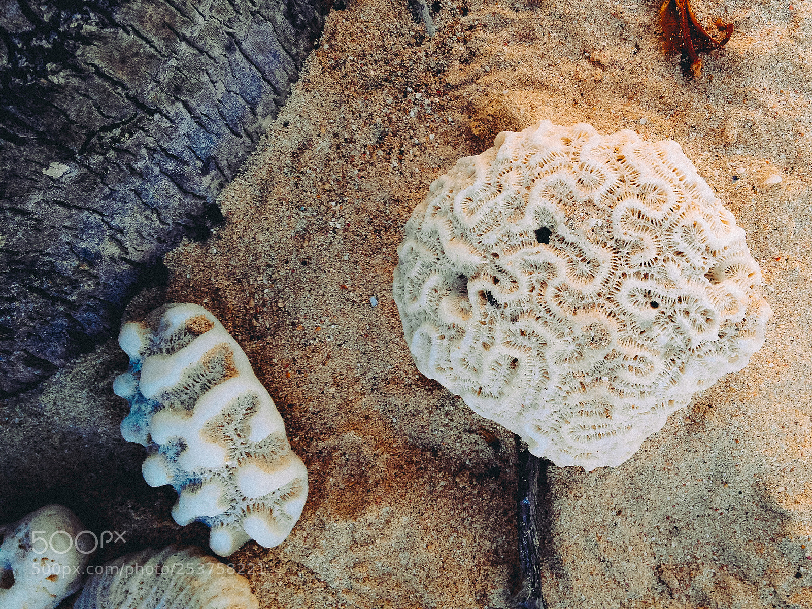 Apple iPhone 4S sample photo. Sealife specimens on the photography