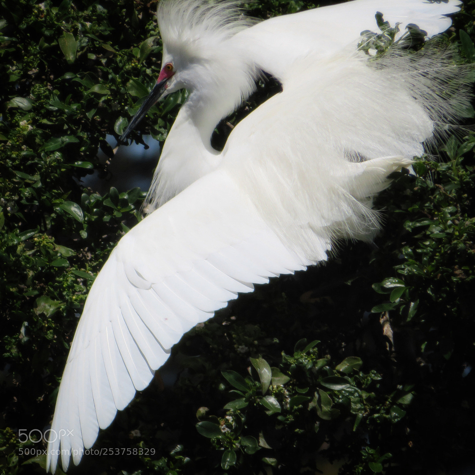 Canon PowerShot SX720 HS sample photo. Wings out photography