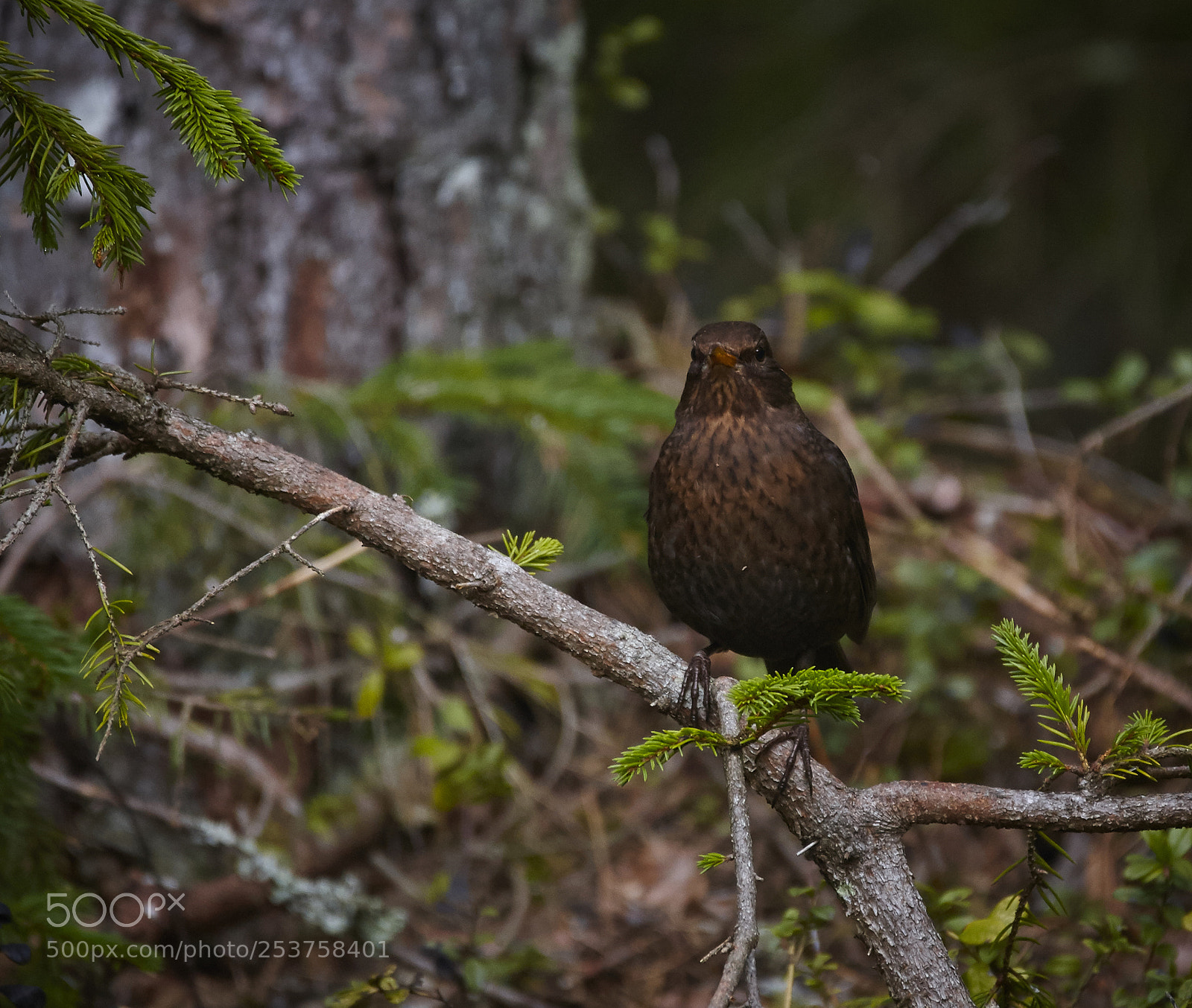 Canon EOS-1D Mark III sample photo. Young blackbird photography