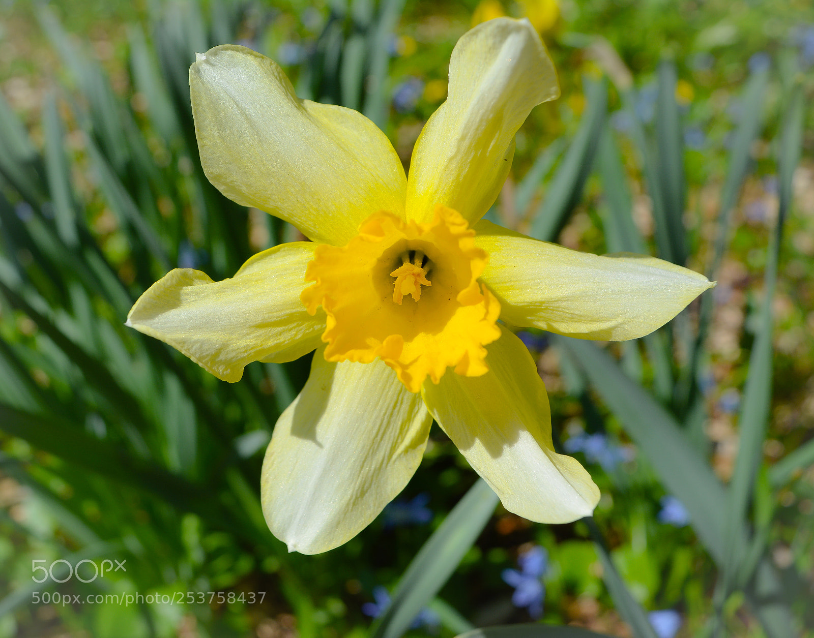 Nikon D5200 sample photo. Flower photography