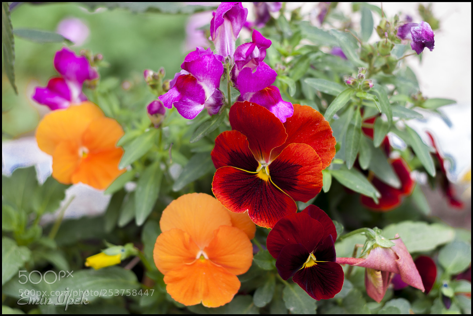 Canon EOS 40D sample photo. Flower photography