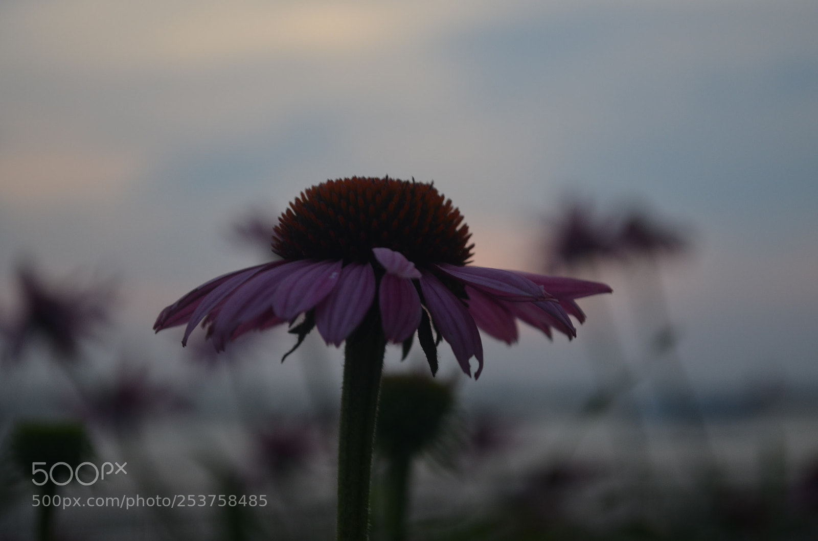 Nikon D5100 sample photo. - photography