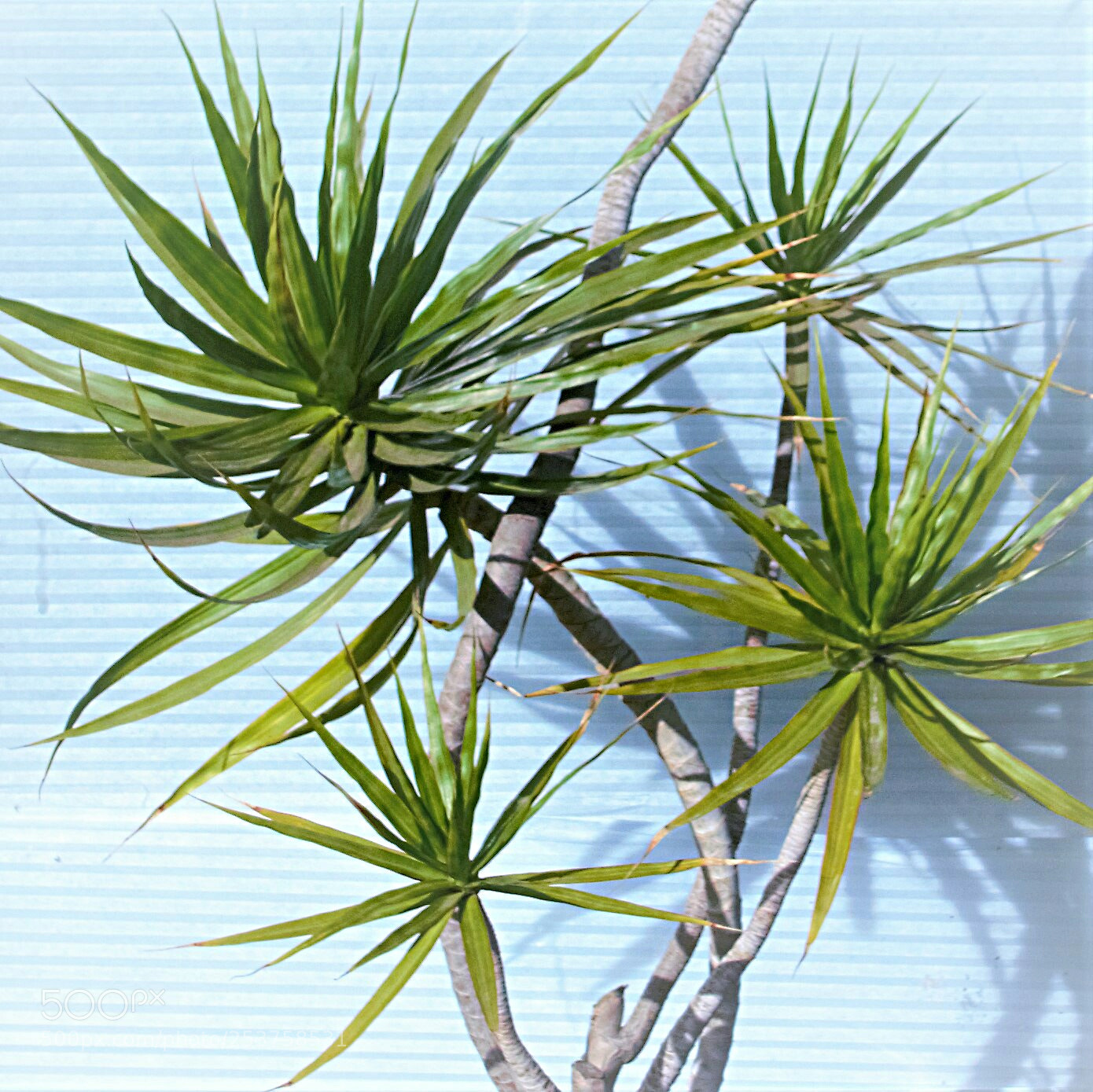 Sony Cyber-shot DSC-RX100 III sample photo. Dragon tree photography