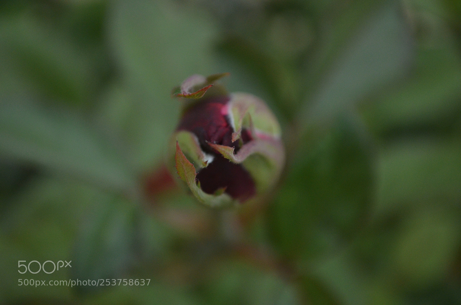 Nikon D5100 sample photo. - photography