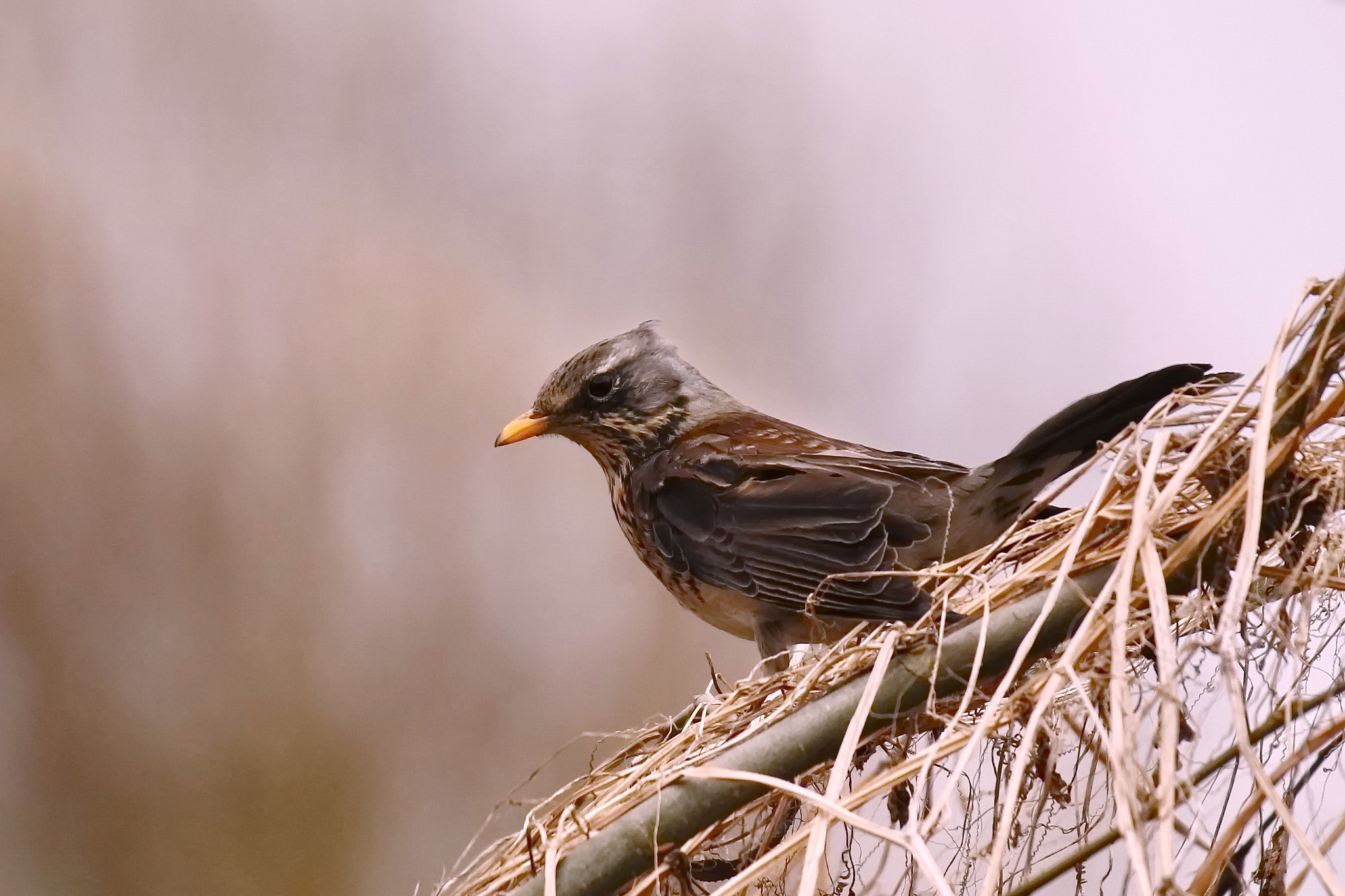 Canon EF 300mm F2.8L IS II USM sample photo. Injured wing photography