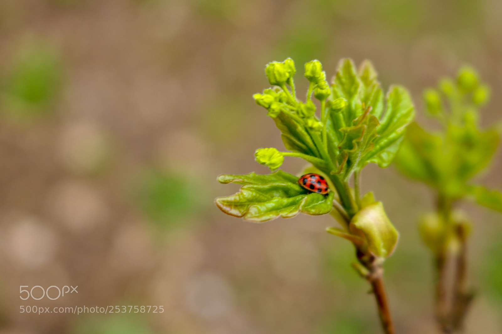 Canon EOS 750D (EOS Rebel T6i / EOS Kiss X8i) sample photo. Ladybug photography