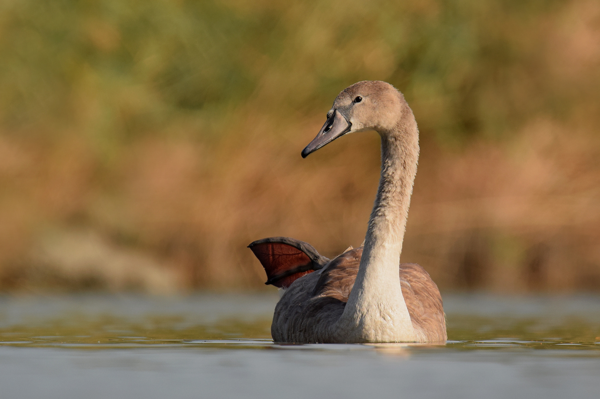 Nikon D5300 sample photo. Young swan photography