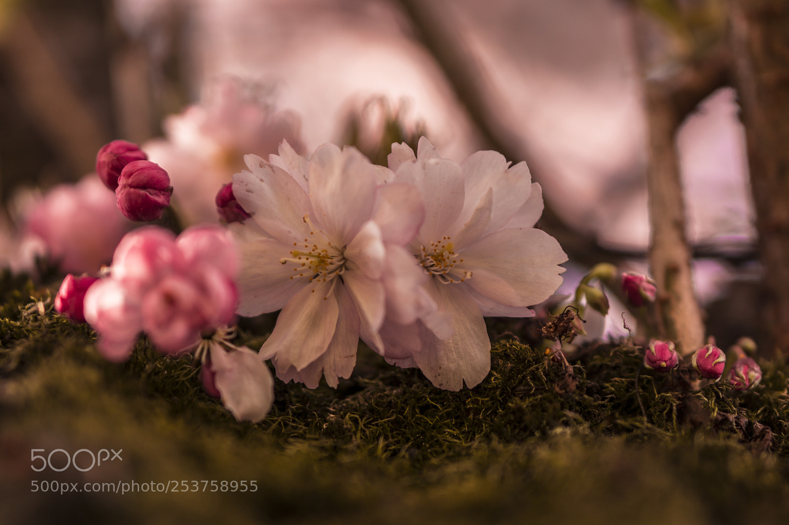 Sony a6000 sample photo. Cherry blossom photography