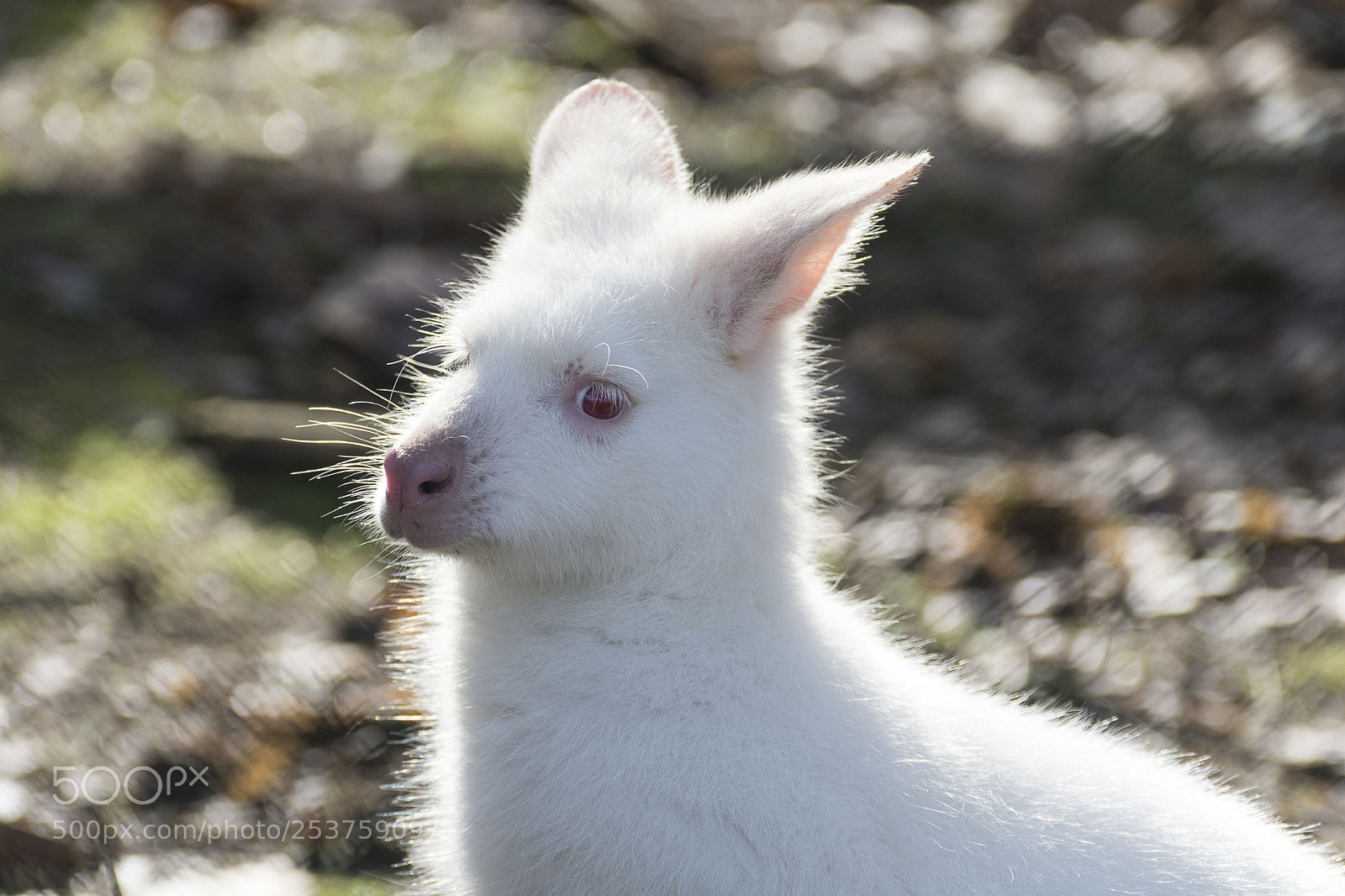 Nikon D7100 sample photo. Albino waliby photography