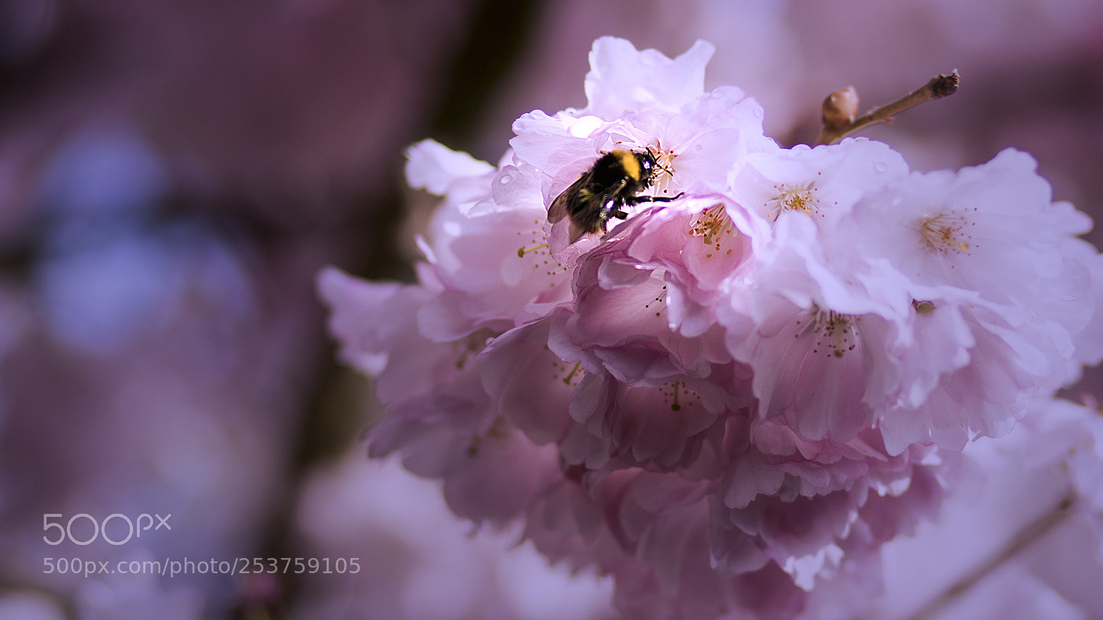 Canon EOS 7D Mark II sample photo. Kirschblüte photography