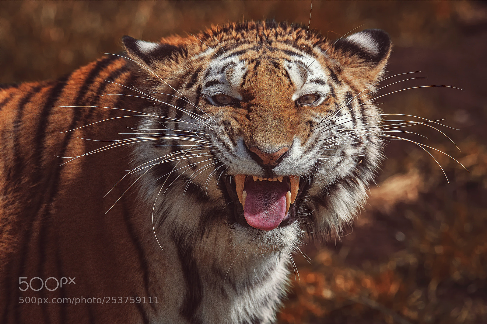 Nikon D7100 sample photo. Siberian tiger photography