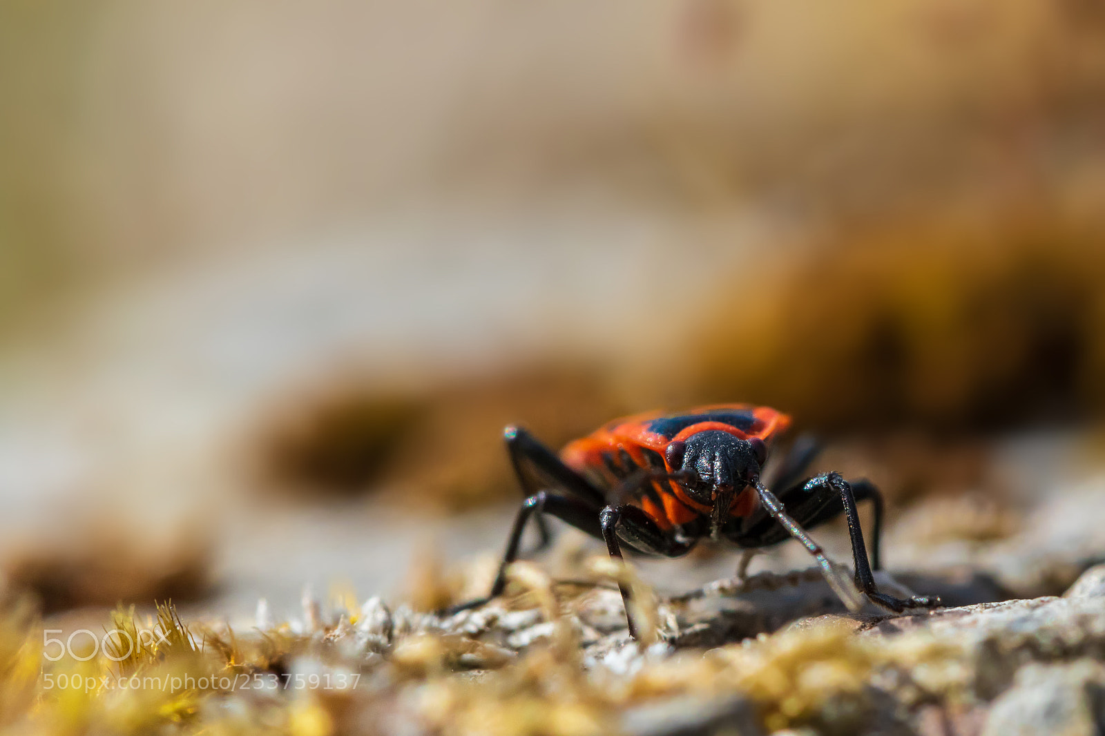 Canon EOS 7D Mark II sample photo. Firebug photography