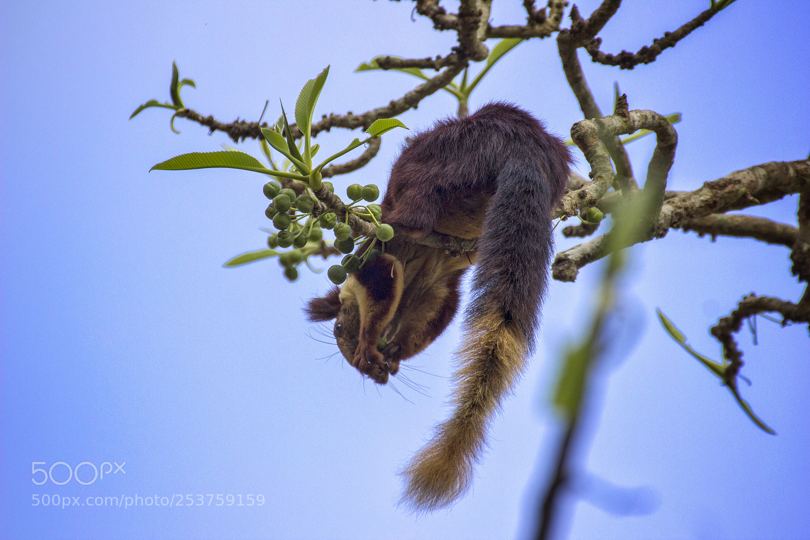 Canon EOS 600D (Rebel EOS T3i / EOS Kiss X5) sample photo. Gaint squirrel photography