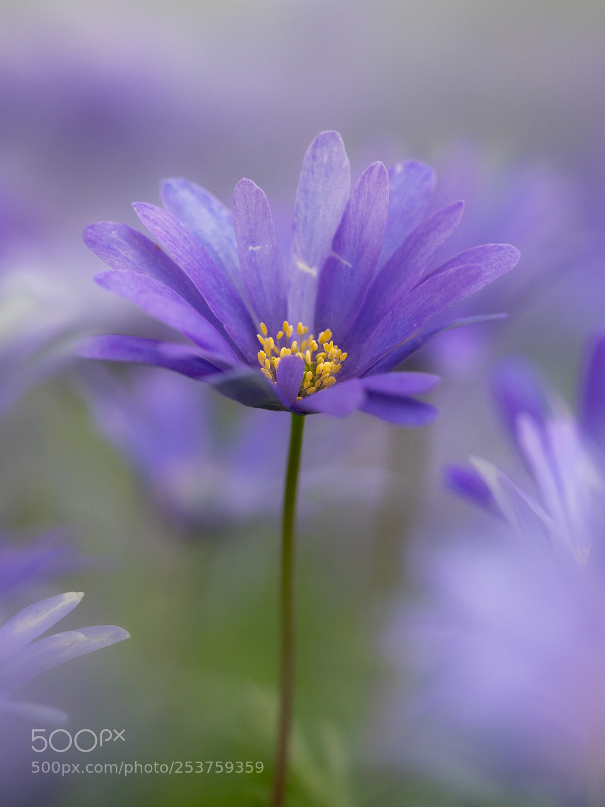 Panasonic Lumix DMC-GX8 sample photo. Purple haze photography