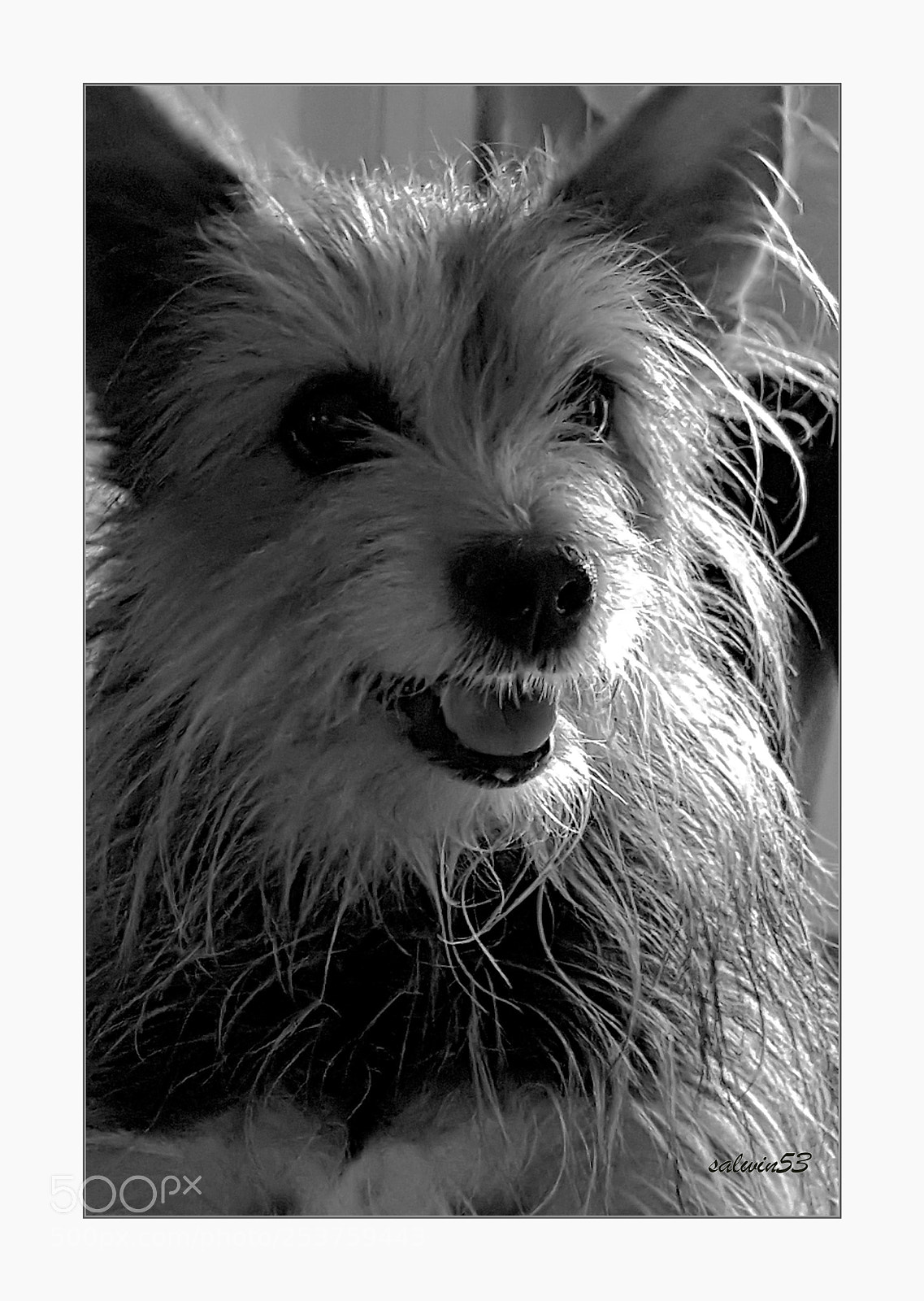 Samsung Galaxy S7 Edge sample photo. My dog asia photography