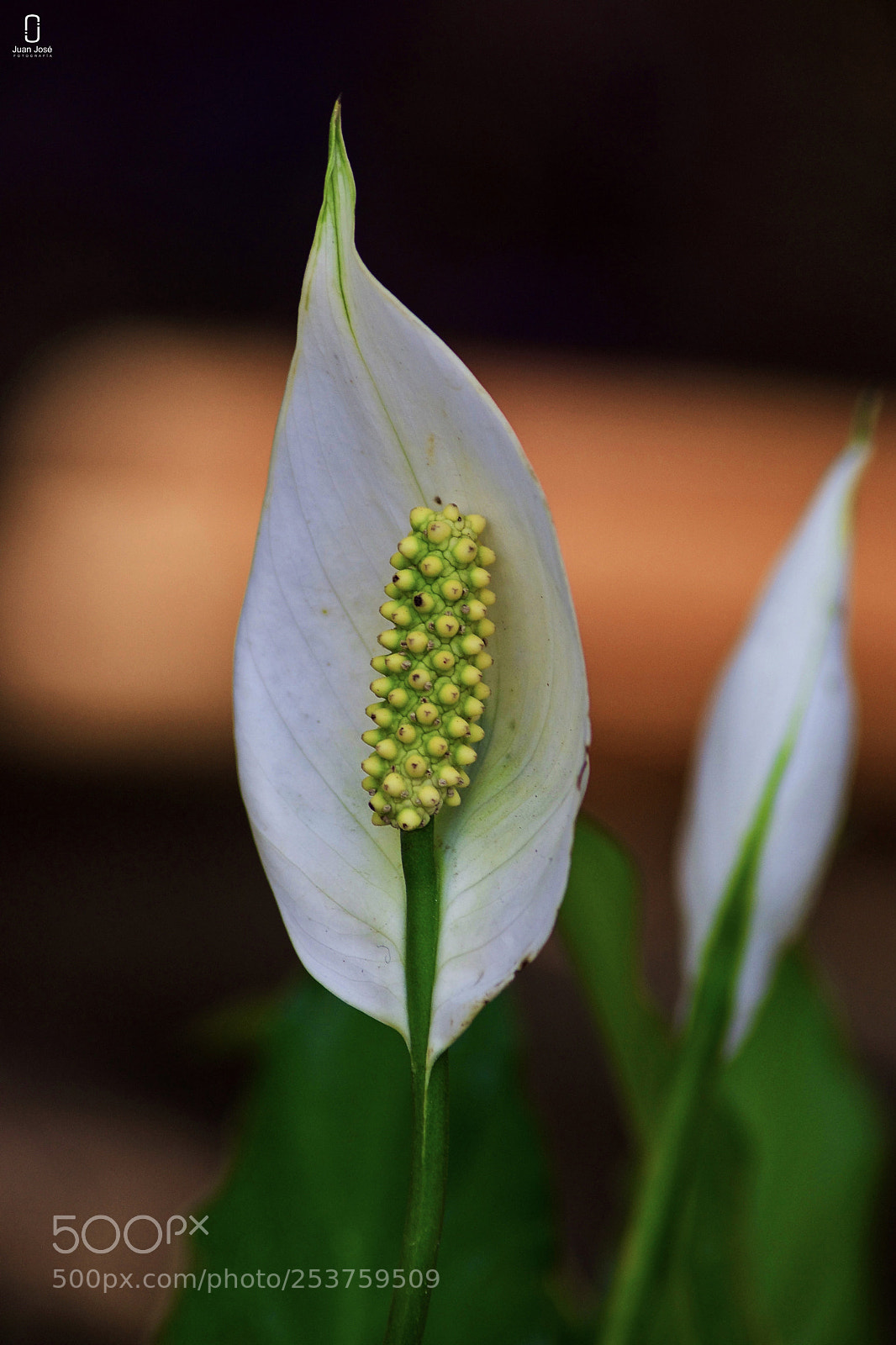 Nikon D5500 sample photo. Flores de abril photography