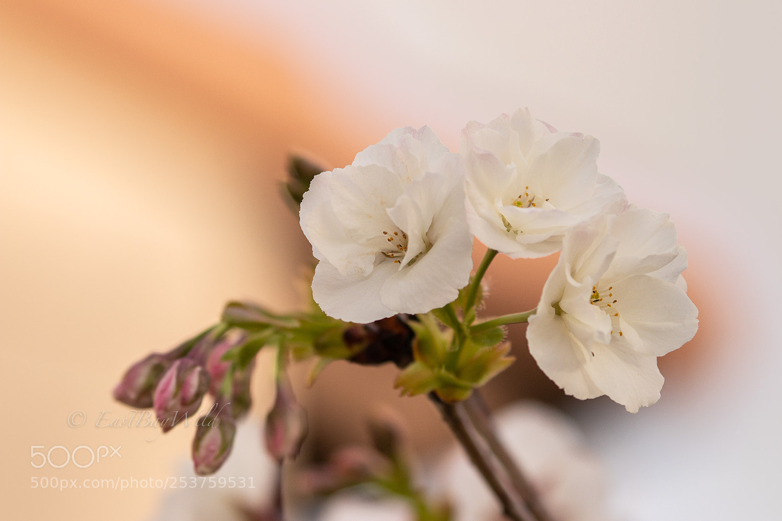 Canon EOS 80D sample photo. Sakura photography