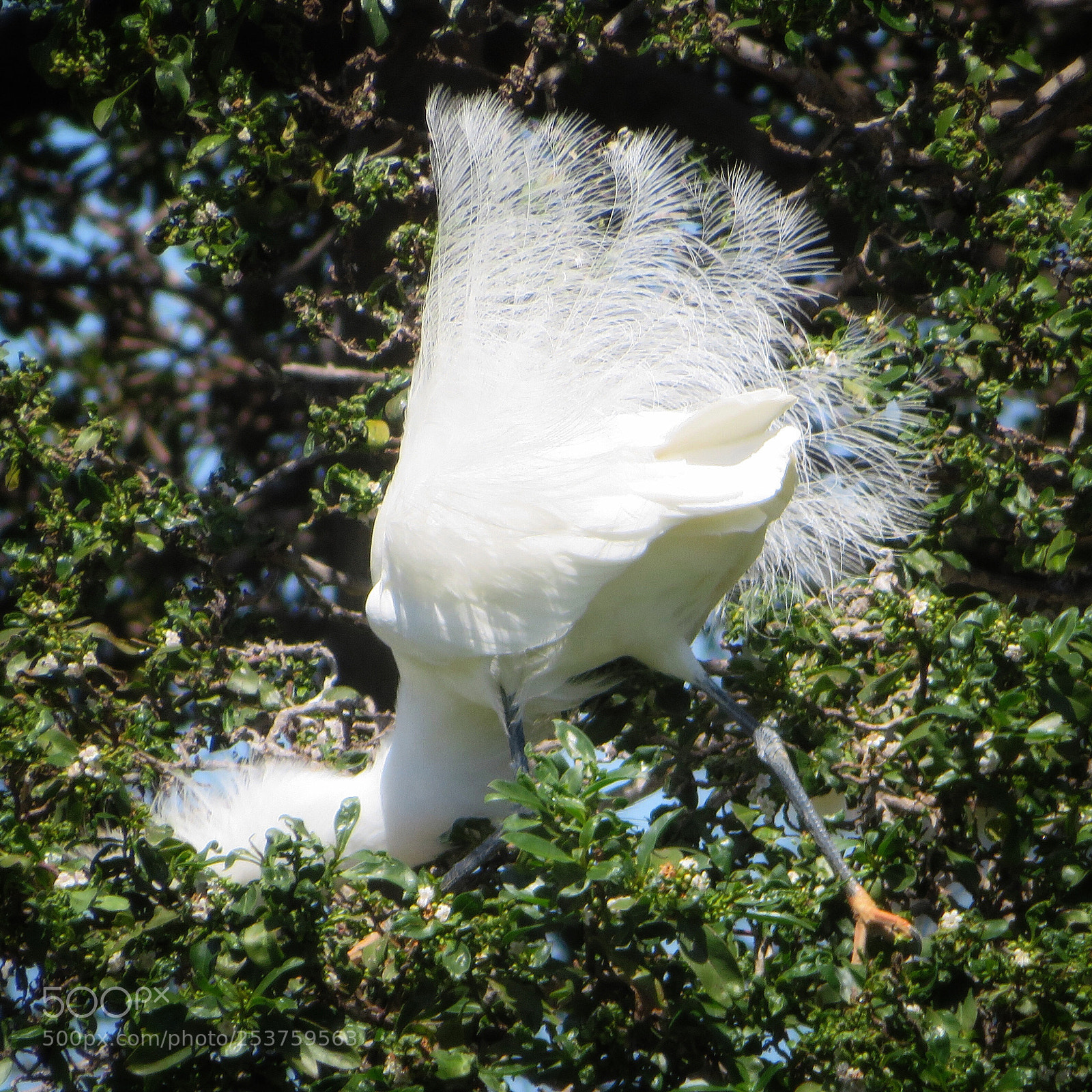 Canon PowerShot SX720 HS sample photo. Tail up photography