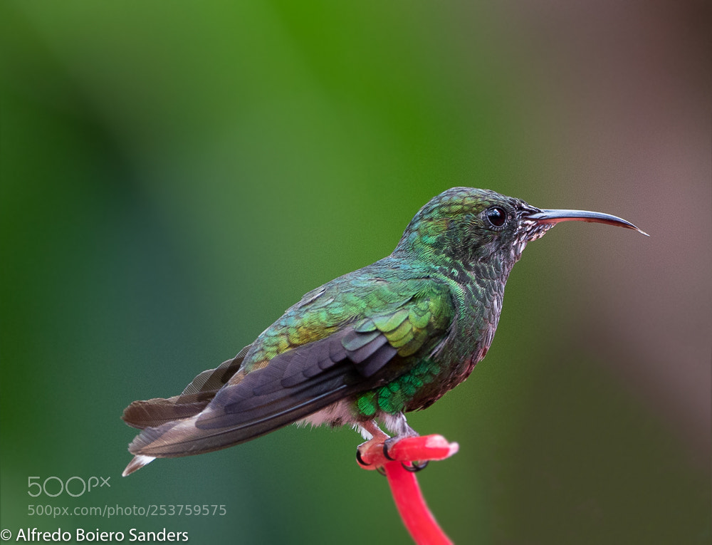 Sony a7R III sample photo. Hummingbird photography
