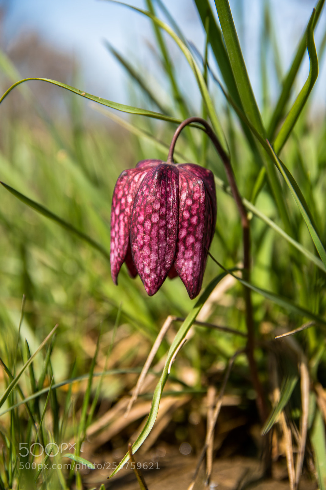 Nikon D5500 sample photo. Spring photography