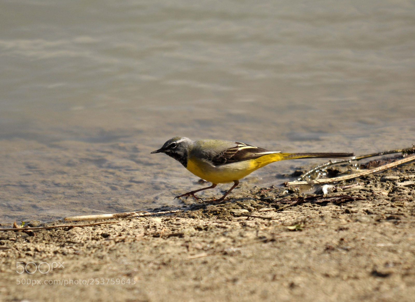 Nikon D90 sample photo. Grey wagtail photography