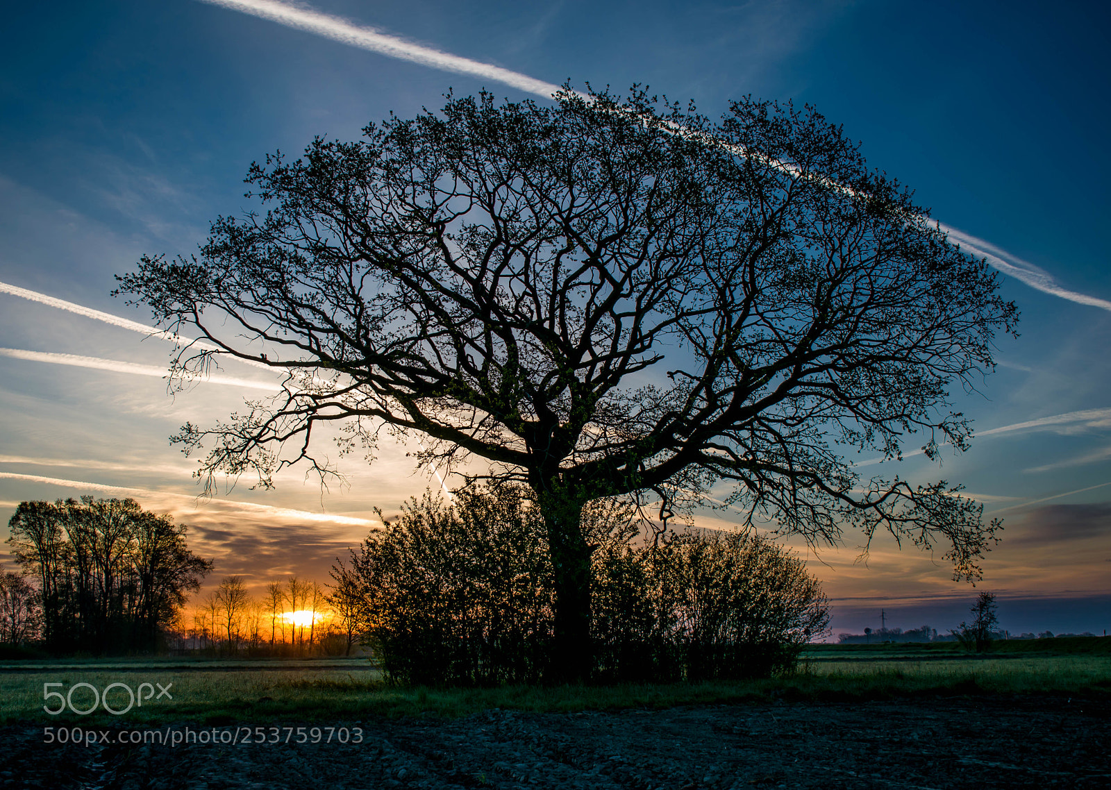 Nikon D5300 sample photo. Dawn of the oak photography