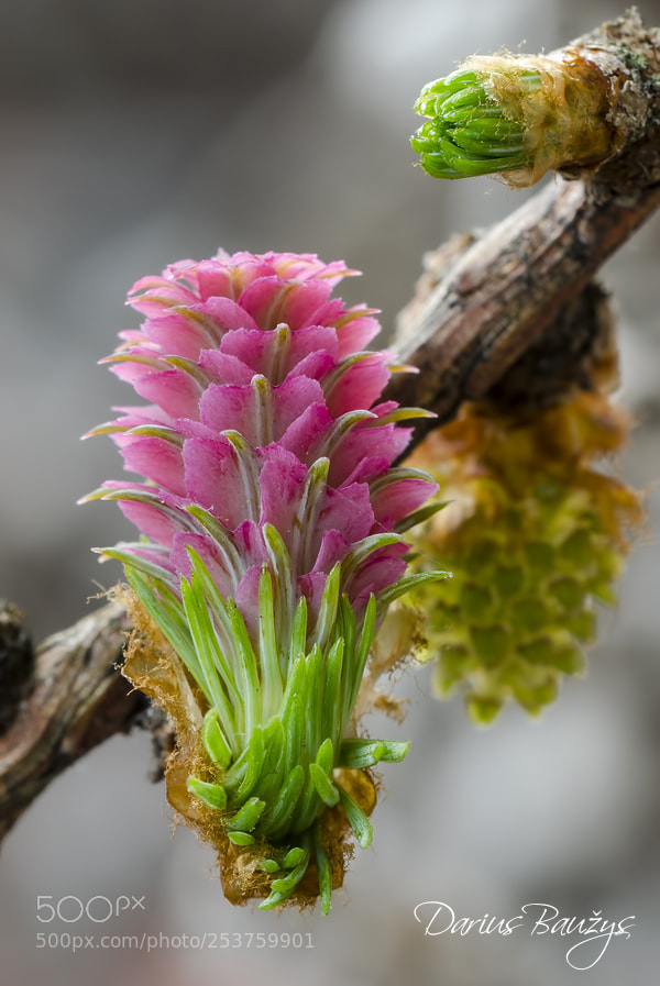 Nikon D7000 sample photo. Bloom photography