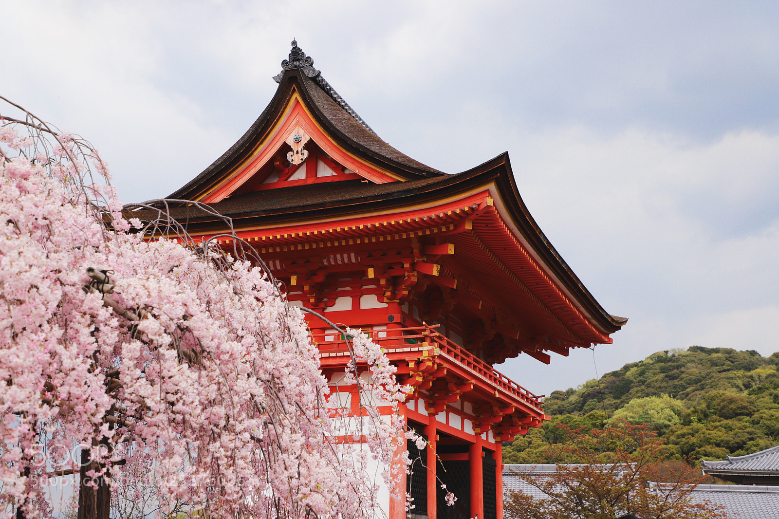 Canon EOS 6D Mark II sample photo. Cherry blossom and shrine photography
