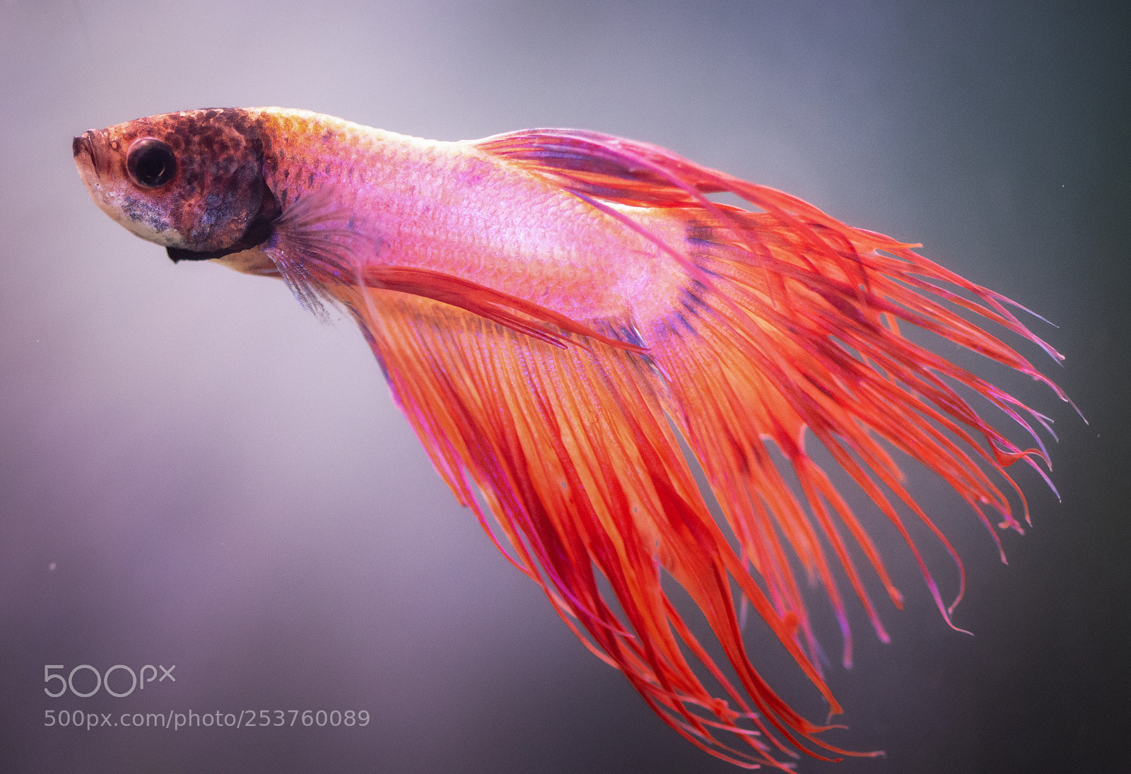 Nikon D7200 sample photo. Betta fish photography