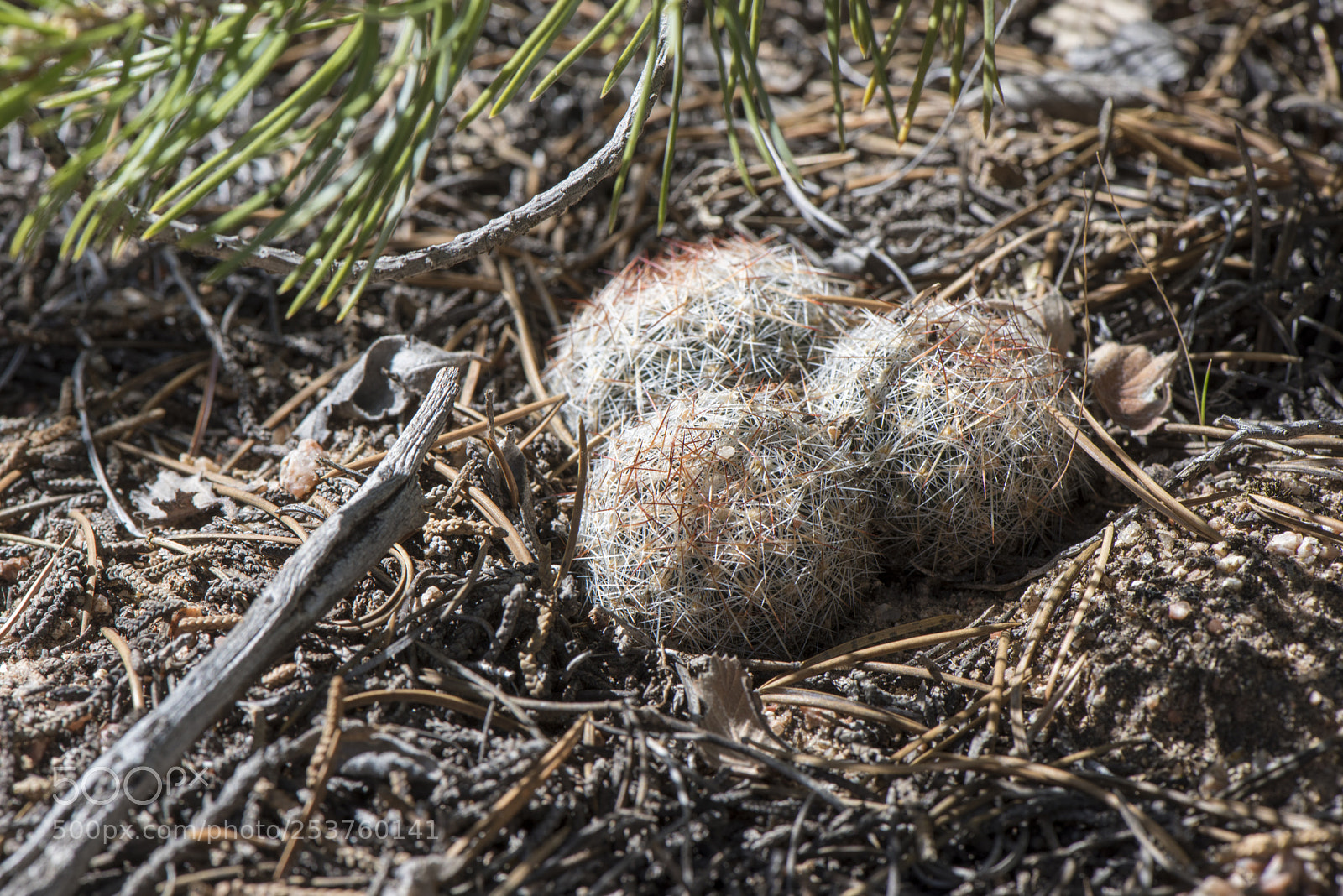 Nikon D810 sample photo. Tiny desert blooms 3 photography