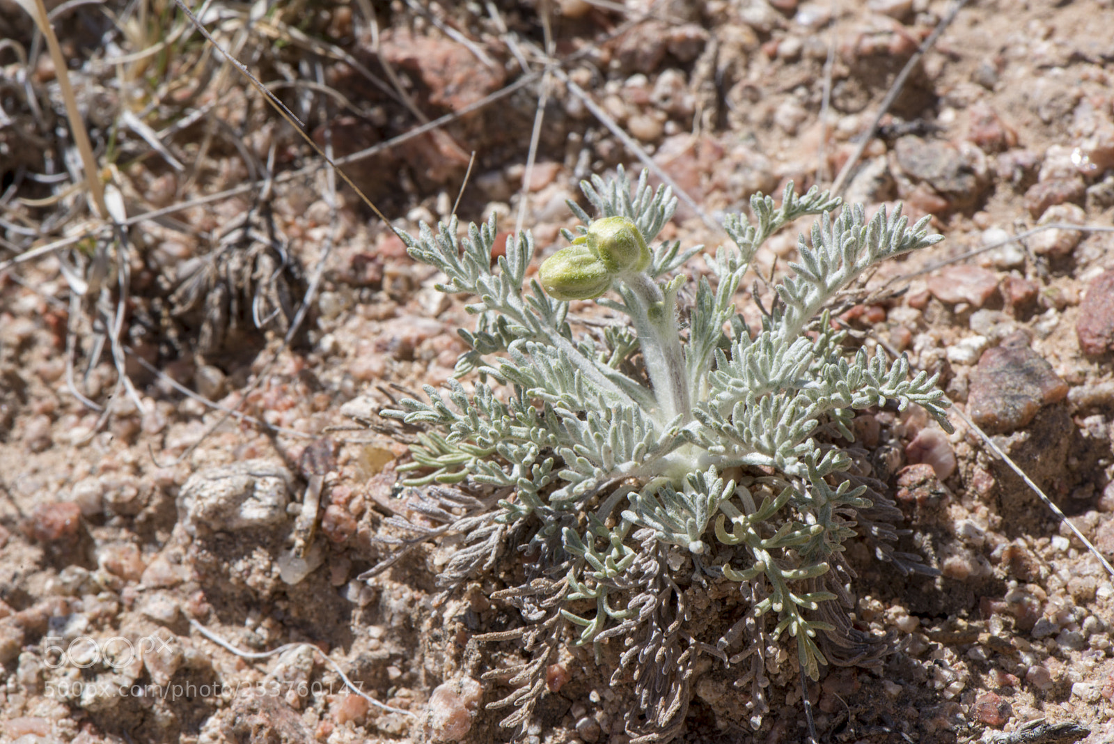 Nikon D810 sample photo. Tiny desert blooms 2 photography