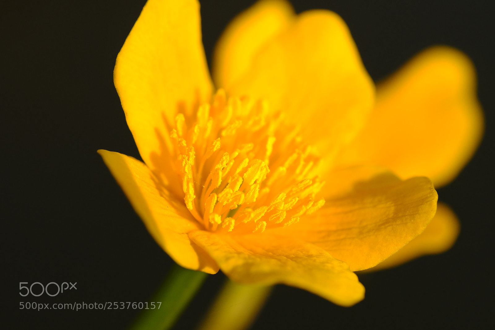 Fujifilm X-T2 sample photo. Yellow blossom photography