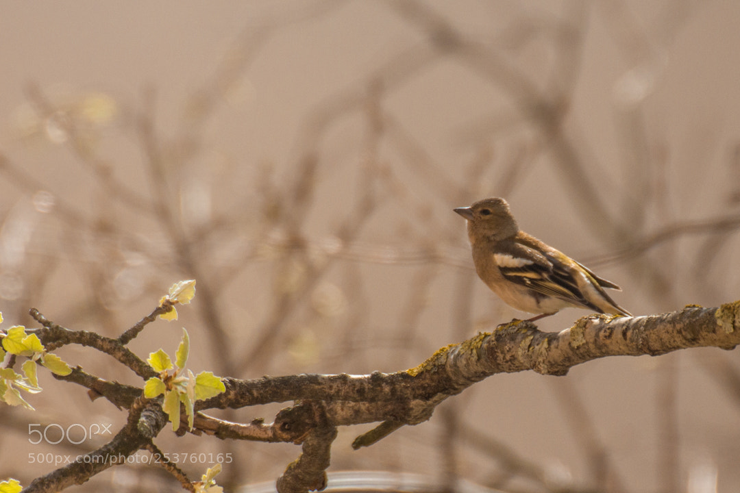 Canon EOS 650D (EOS Rebel T4i / EOS Kiss X6i) sample photo. Lady chaffinch photography