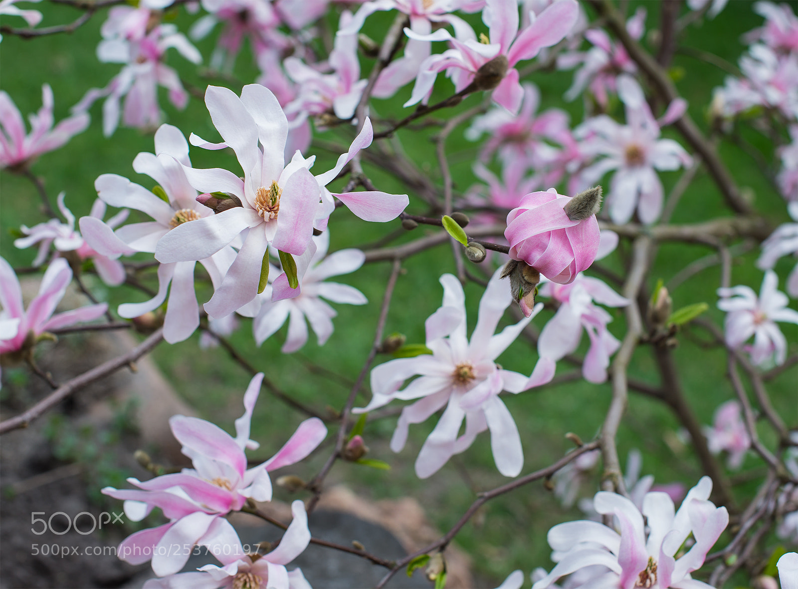 Nikon D610 sample photo. World of magnolia photography