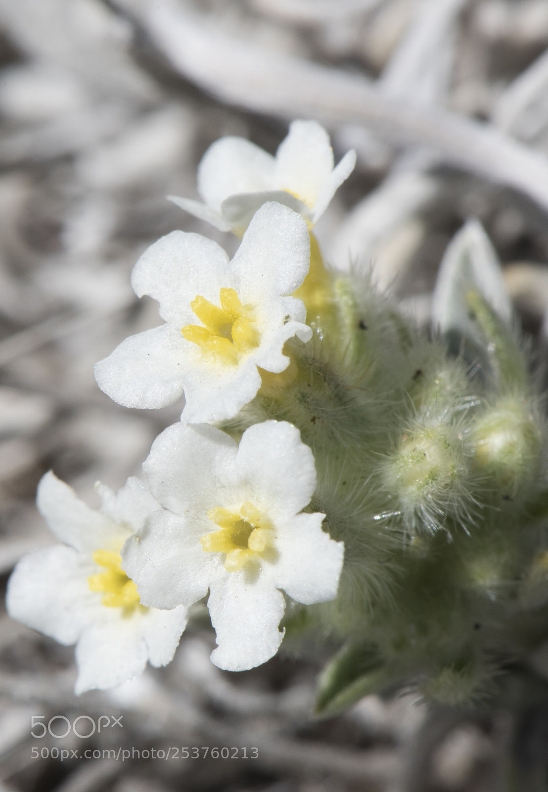 Nikon D810 sample photo. Tiny desert blooms 1 photography