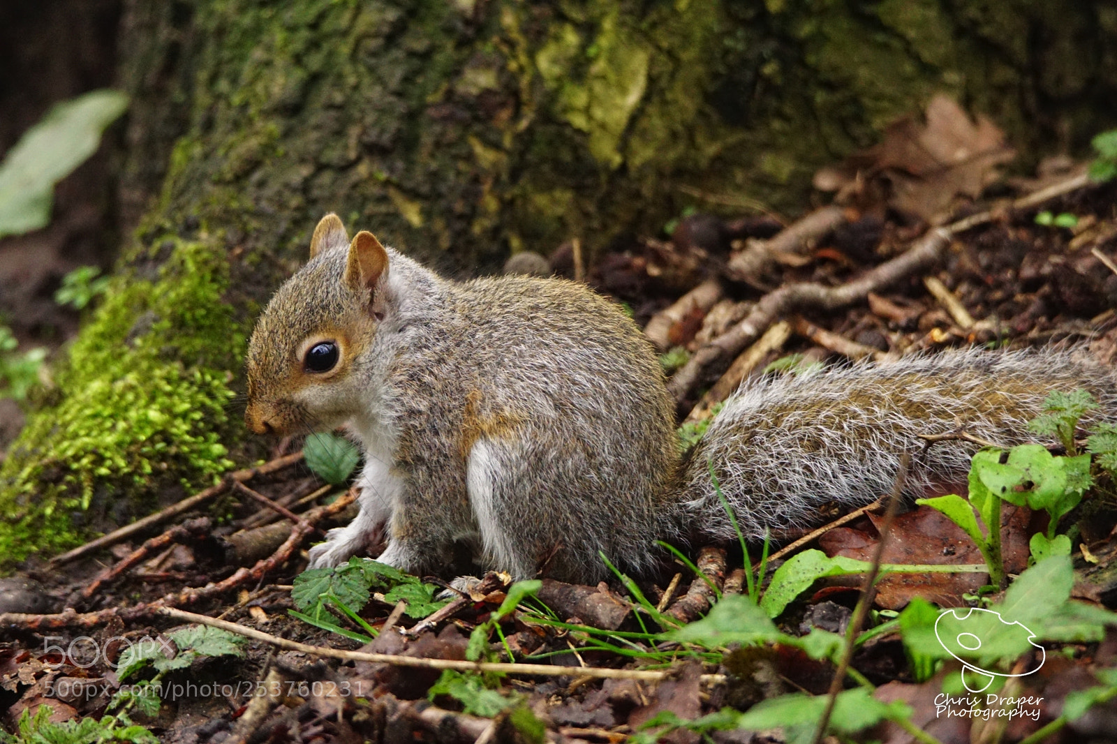 Sony ILCA-77M2 sample photo. Baby squirrel photography