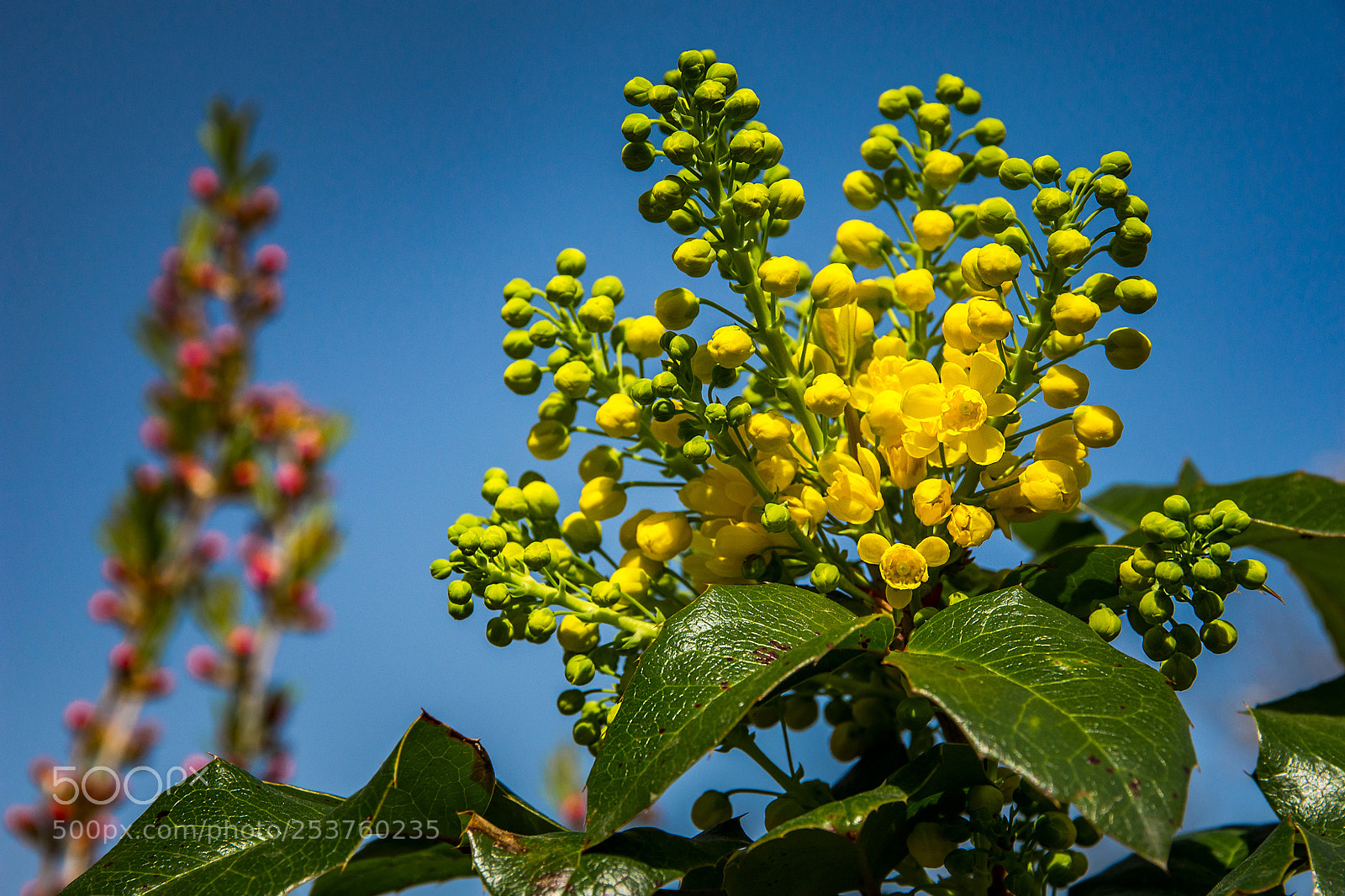 Nikon D7200 sample photo. Very yellow photography