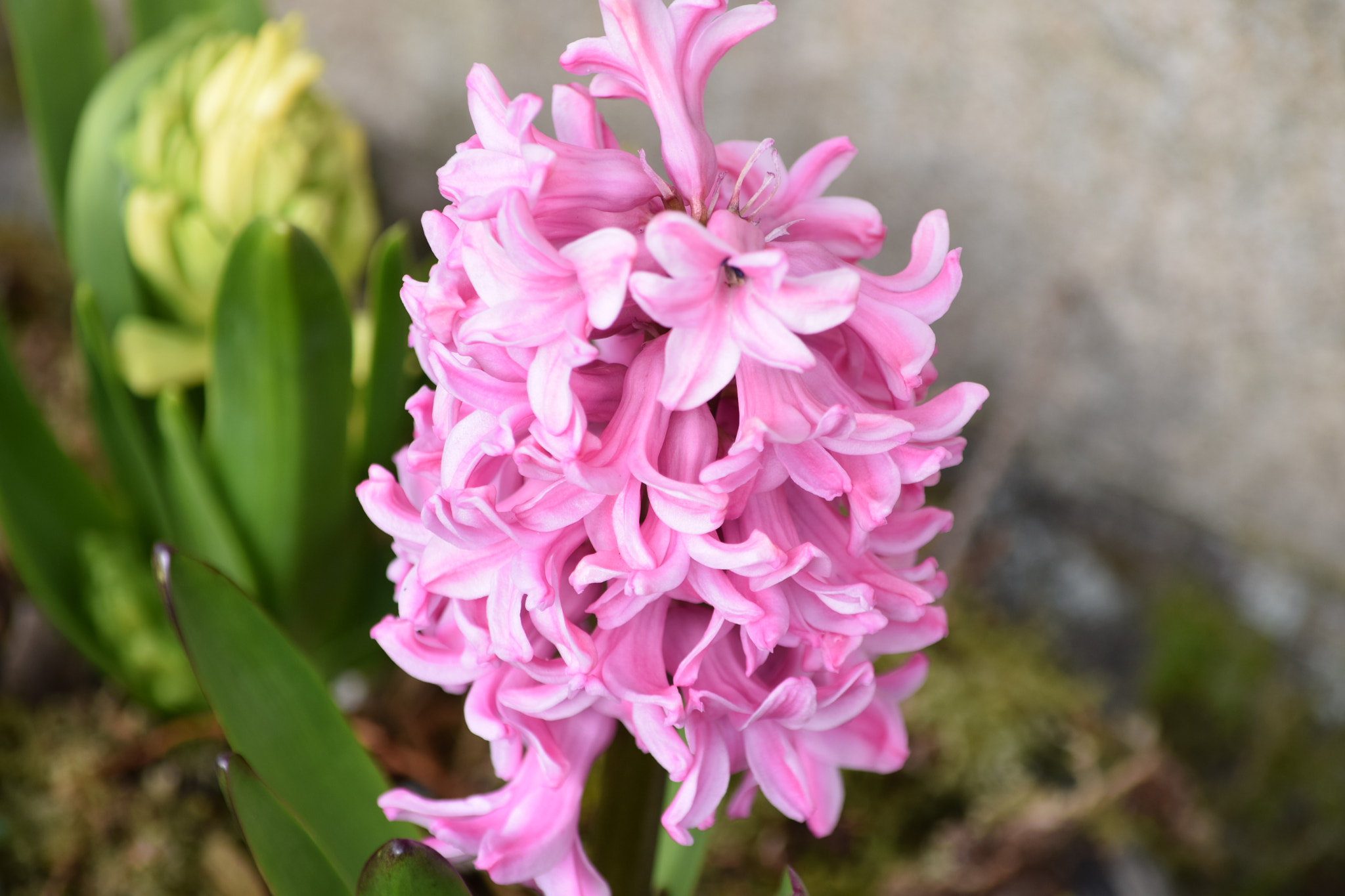 Nikon D5300 sample photo. Dsc photography