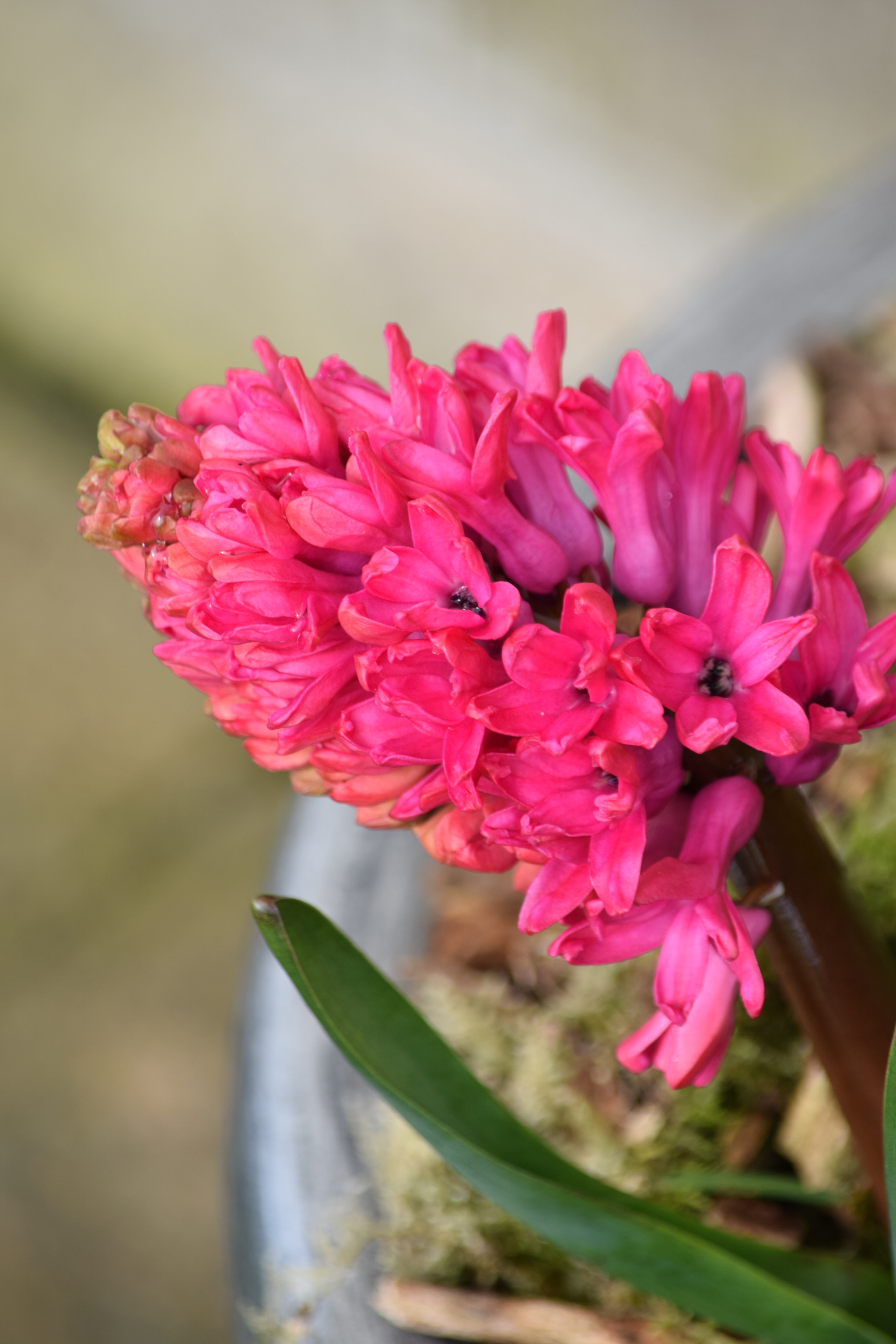 Nikon D5300 sample photo. Dsc photography