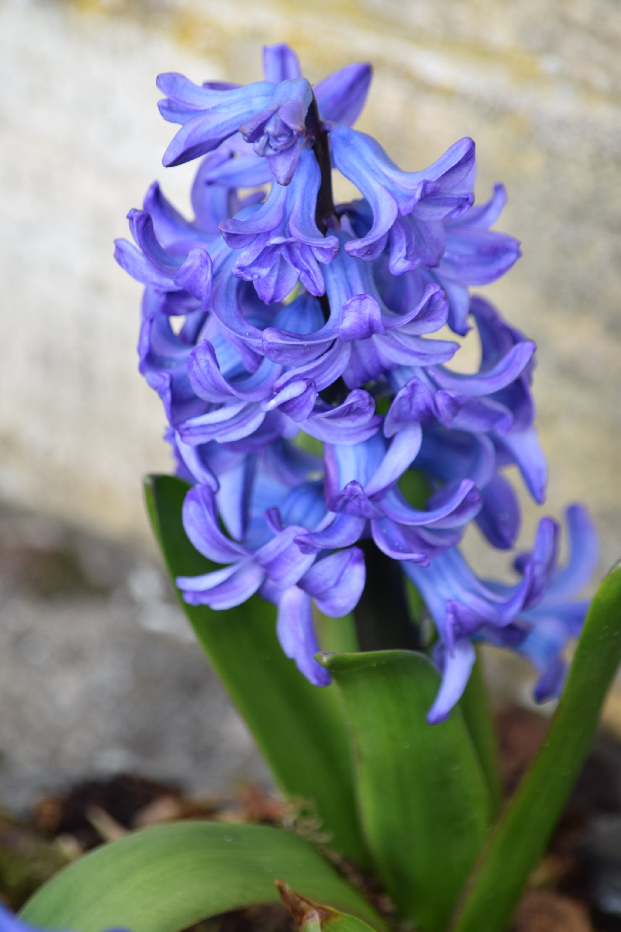 Nikon D5300 sample photo. Dsc photography