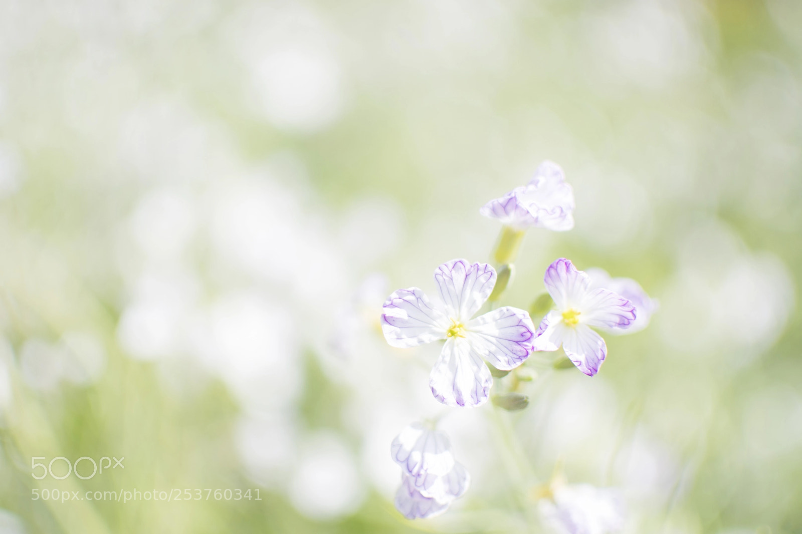Nikon D500 sample photo. Nature photography