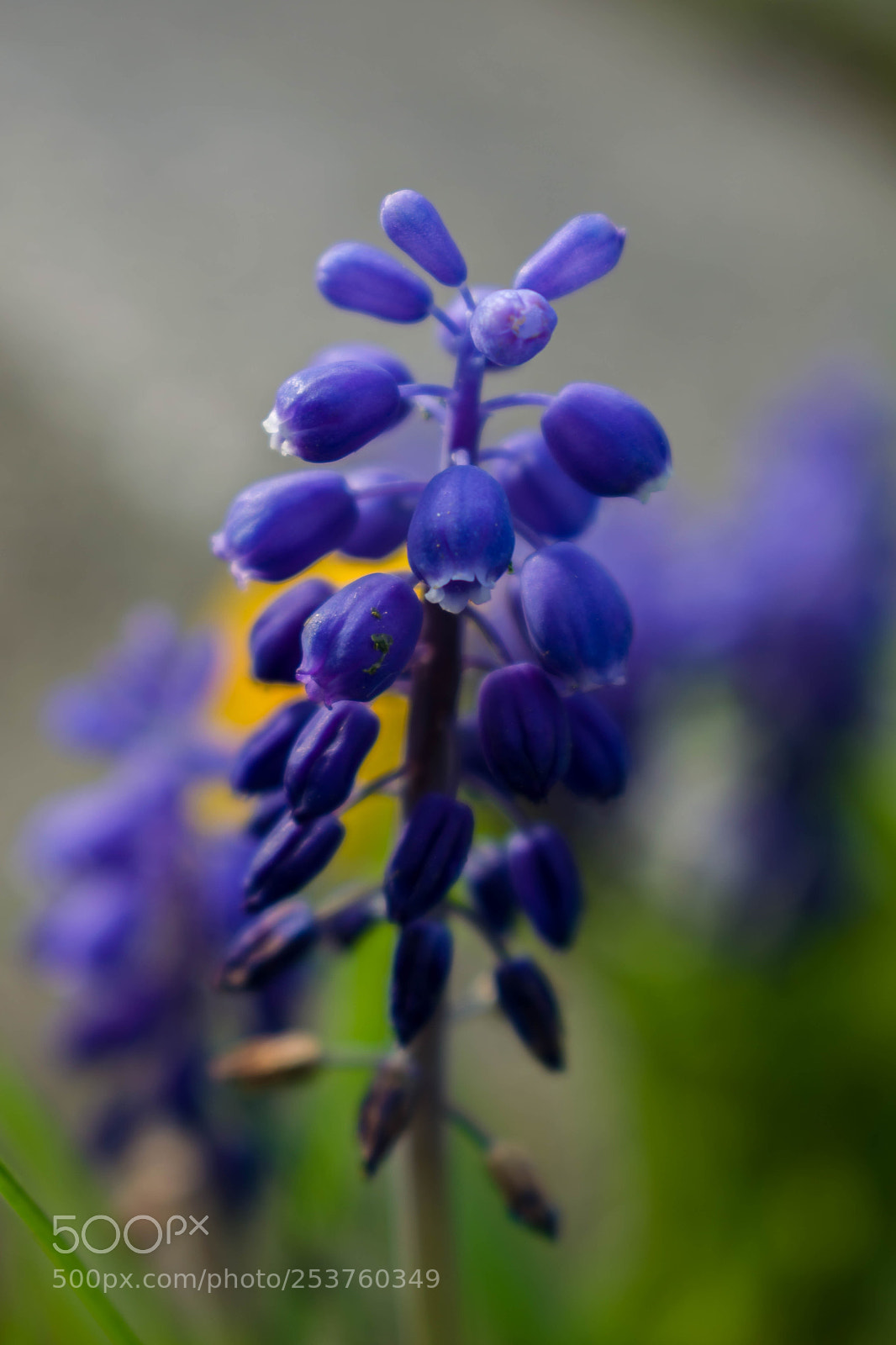 Nikon D5300 sample photo. Blue bells photography